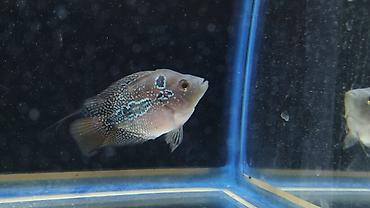 akvarium balıq satışı: Cixlid balığı — 3