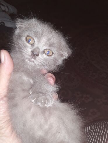 шотландская кошка шиншилла: Скотиш Фолд (Шотландская вислоухая), 2 месяца, Девочка, Серебристая шиншилла, Приучена к лотку