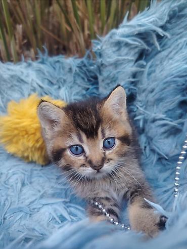 Кошки: Золотая шиншилла, Самец, В добрые руки, Самовывоз — 2