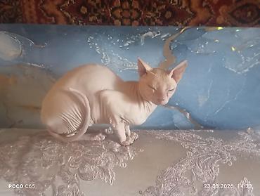 кошки свинкс: Девочка поля и Мальчик Толя — 1