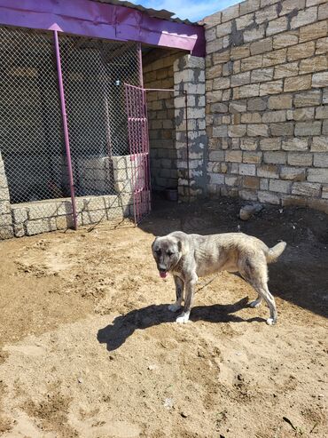 coban itlerin satisi: 1 yaş yarlmdl erkek coban iti bilgede bagdadl şehere köcduyum ucun