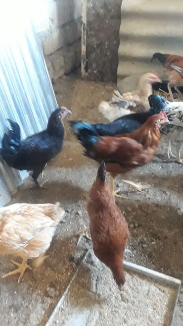 Akvariumlar: Toyuq, Damazlıq