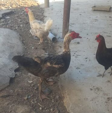 ineklerin qiymeti: Qiymət xoruzu aiddir 30 manat. fərələr 17 manat. xoruz ağır çəkili