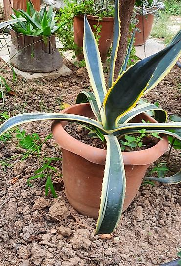 meşə balı: Agave americana ‘Variegata’ – böyük saksıda dekorativ sukkulent - — 2