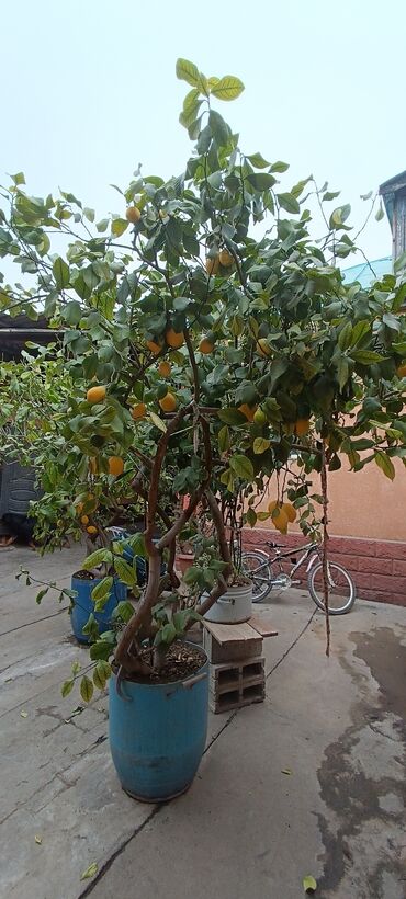 комнатные лимоны: Продаю два дерева лимона