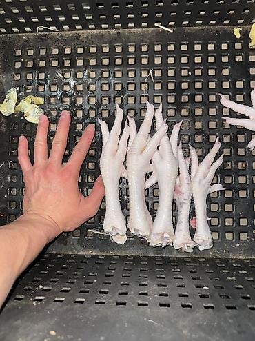 Продаю чищенные бройлерные куринные лапки Только оптом от 80кг — 2