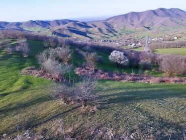 Torpaq sahələrinin satışı: 67 sot, Kənd təsərrüfatı, Kupça (Çıxarış)