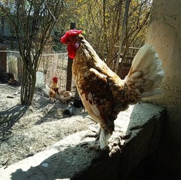 danişan quş: Yaponka Xoruz 1 illikdi