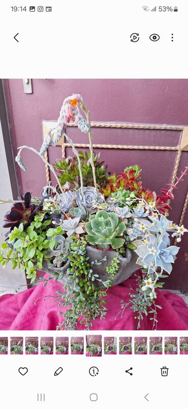 dekorativ bitkilər: Dekorativ suklent gülleri aranjman kimide ve tek tekde satlır 10