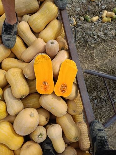 сколько стоит шифоньер: Мускатная тыква (буттернат) - Сорт: мускатная/буттернат, грушевидная