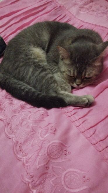 Pledlər: Rəng - Bənövşəyi Mikrofiber Pled -da lalafo.az — 8 Pledlər: Rəng - Bənövşəyi Mikrofiber Pled — 8