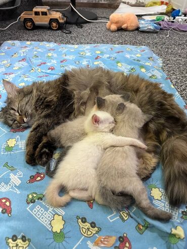 британская золотая шиншилла: Кошка даром: Мейн-кун, 5 лет, Девочка