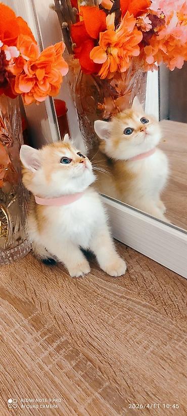 Pişiklər: Britan — 6