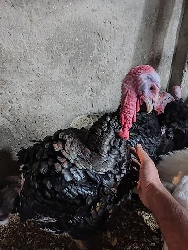 cuce satilir: Hinduş satılır amerkan bronz kilosu 15mnat gimetde razlasmak ola — 1