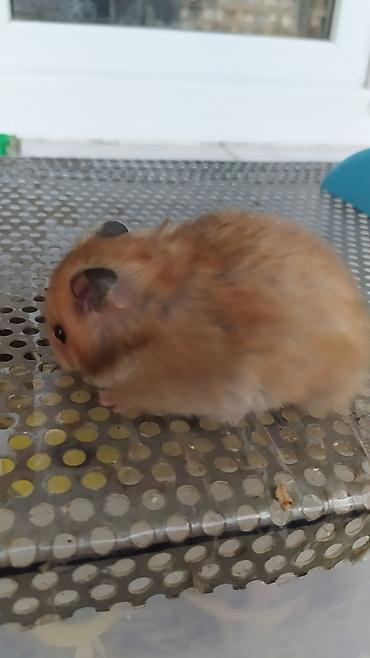 Gəmiricilər: Xamyaklar 🐹 Hamster. Uşaqların sevinci. Əldə oynayan xamyaklar — 4