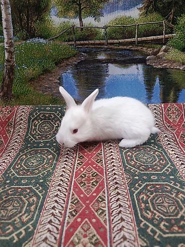 Dovşanlar: Dovşan yemi 2-azn Bala Dovşanlar 5azn. Apilka (Yonqar 1.50azn) — 30