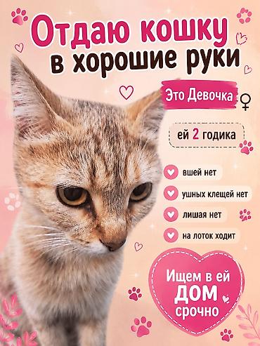 от клещей: Кошка даром: Беспородная, 2 месяца, Девочка, Приучена к лотку — 4