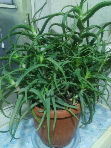 Комнатные растения: Продаю цветы🤗
Алоэ 8лет
Ориентир супара