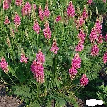 epimedium bitkisi satisi: Məhsul: Esparset (Sainfoin) Xaşa toxumu Təsvir: - Çoxillik yem və — 2