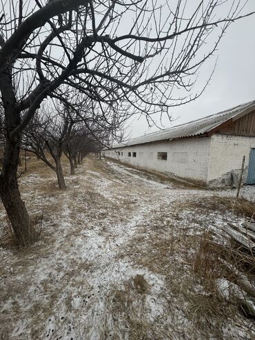 село беловодское: Сатам Кой короо, 200 соток, Иштеп жаткан, Жабдуулары менен, Ысык суу, Муздак суу, Электр энергиясы