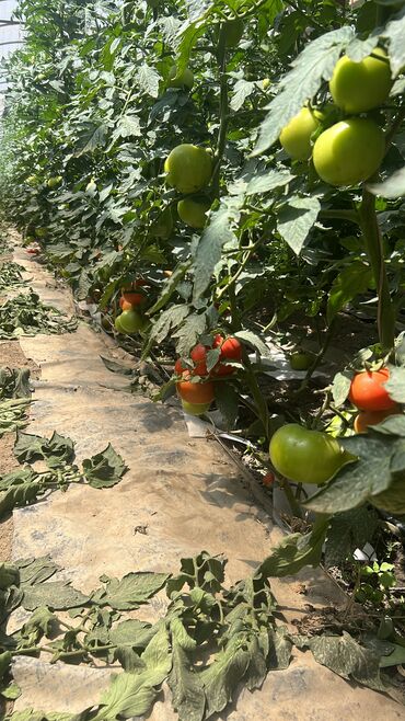 Другой готовый бизнес: Готовый бизнес. Теплица — 6