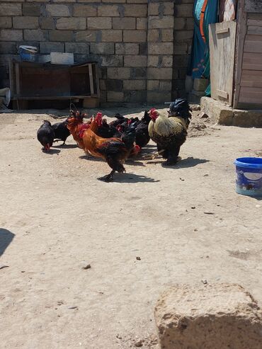 Кошки: Kent toyuqları xoruzları satılır hamısı tam sağlam aktiv yumurtlayan