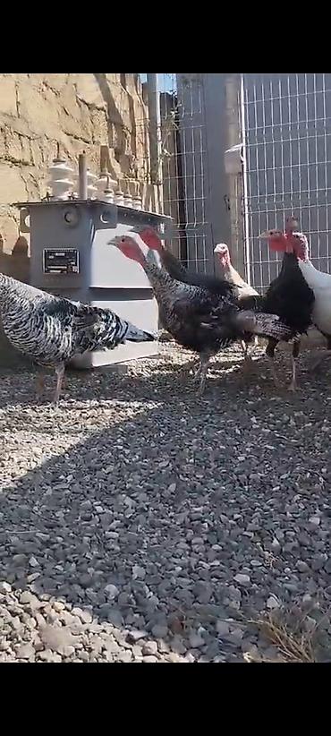 2 ayliq cuceler: Erkək, Damazlıq — 2