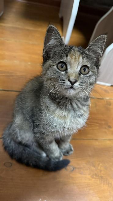 үй жаныбарлары: Котята-домоседы, короткошёрстные, домашнего разведения. - Возраст — 7
