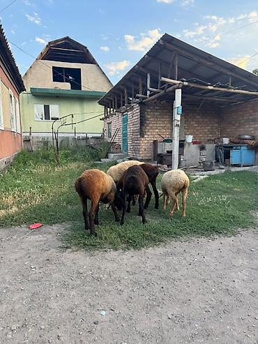 Баран, овца: Продаю | Ягненок | На забой — 16