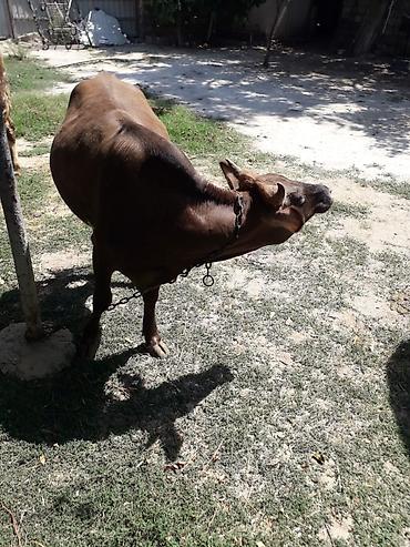 simmental inək cinsi: Simental tipli dişi buzov/qiça (qonur-açıq rəngli, ağ başlı). Orta — 6