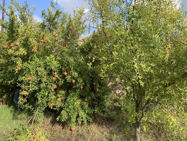 Bağ evlərinin satışı: Bakı, Albalı, 110 kv. m, 3 otaqlı, Hovuzsuz, Kanalizasiya, Qaz, Su -da lalafo.az — 6 Bağ evlərinin satışı: Bakı, Albalı, 110 kv. m, 3 otaqlı, Hovuzsuz, Kanalizasiya, Qaz, Su — 6