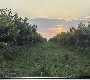 berde kiraye evler: 270 sot, Kənd təsərrüfatı, Mülkiyyətçi, Kupça (Çıxarış) — 6