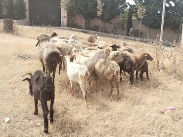 Коровы, быки: Самка, лет: 4, Для разведения, Для молока, Для мяса, Платная доставка