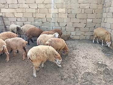 Quzu, Erkək, ay: 6, 30 kq, Ətlik, Ünvandan götürmə lalafo.az -da Quzu, Erkək, ay: 6, 30 kq, Ətlik, Ünvandan götürmə