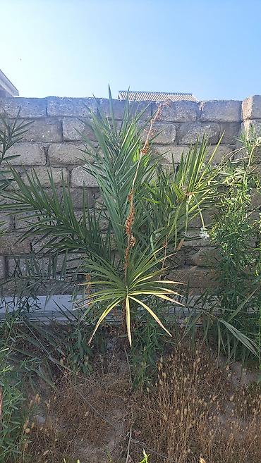 xurma palması: Xurma palmaları (Phoenix dactylifera) fidanları - Növ: Xurma palması — 1
