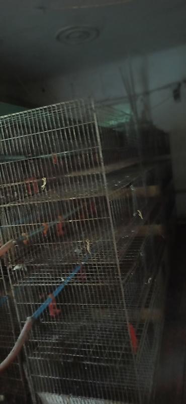 Товары и оборудование для с/х животных: Клеточные батареи для содержания птицы (кур-несушек/перепелов) — 8