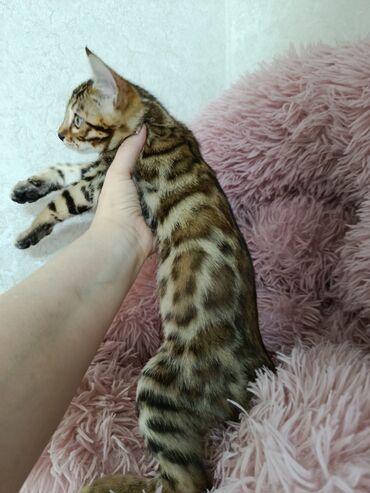 в связи с переездом отдам попугая жако в добрые руки: Бенгальская, 3 месяца, Мальчик, Приучена к лотку, Проглистована, С документами