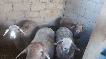 С/х животные и товары: Продаю | Овца (самка), Ягненок, Баран (самец) | На забой