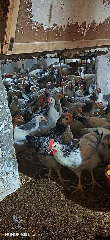 brama toyuqları: Курица, Adler, Для яиц, Бесплатная доставка — 1