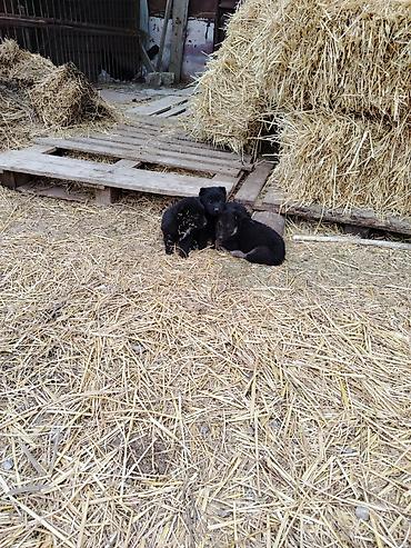 İtlər: Nemes afçarka sı 2 ədəd erkək — 12