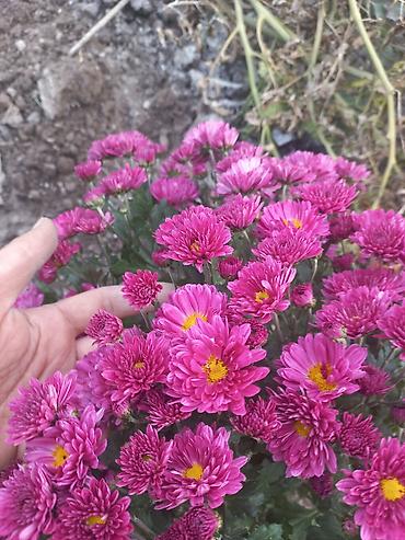 Другие виды семян и саженцев: Саженцы хризантем с пышной зеленой листвой, готовые к пересадке — 28