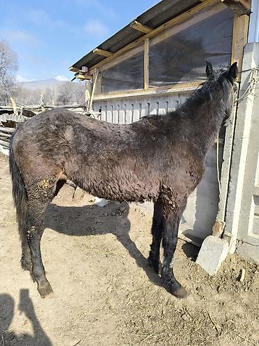 Лошади, кони: Продаю | Конь (самец) | Кара Жорго — 13