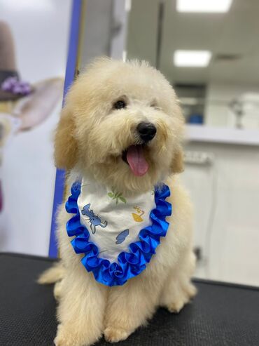 golden retriever satilir: Pudel, 7 ay, Erkek, Peyvəndli, Ünvandan götürmə