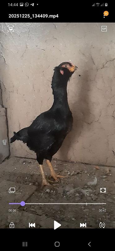 Птицы: Дакан курочка бородачка большая примерна 4кг цеплять даёт хороших — 1