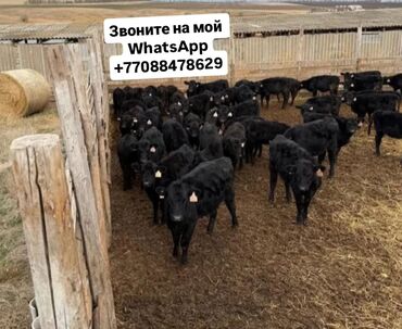 Коровы, быки: Продаю | Корова (самка), Бык (самец), Тёлка | Ангус, Герефорд, Голштин | На откорм, На забой, Для разведения | Племенные, Осеменитель, Не стельные