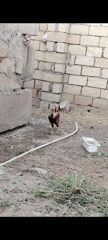 brama toyuqları: Hər ölçüdə toyuqlar xoruzlar 3 kloya qədər toyuqlar var çəkilərine — 1