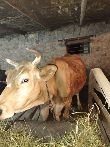 simmental inekler: Dişi, Simental, il: 3, Damazlıq, Südlük, Ətlik, Ünvandan götürmə