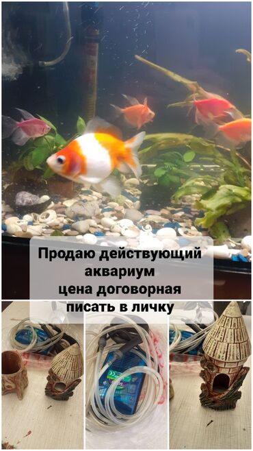 акустические системы с функцией умб колонка в виде собак: Аквариумный комплект “под ключ”. В составе: - Стеклянный аквариум