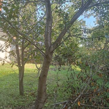 Həyət evləri və villaların satışı: Продается Дом Набрани. Центральная улица за отелем Сансет Форест.Дом 4 — 15