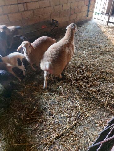 Quzu: Super emlik quzular diri çəkisi 10 manata — 17